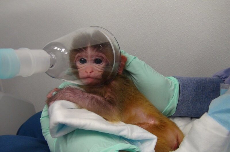 Monkey in laboratory