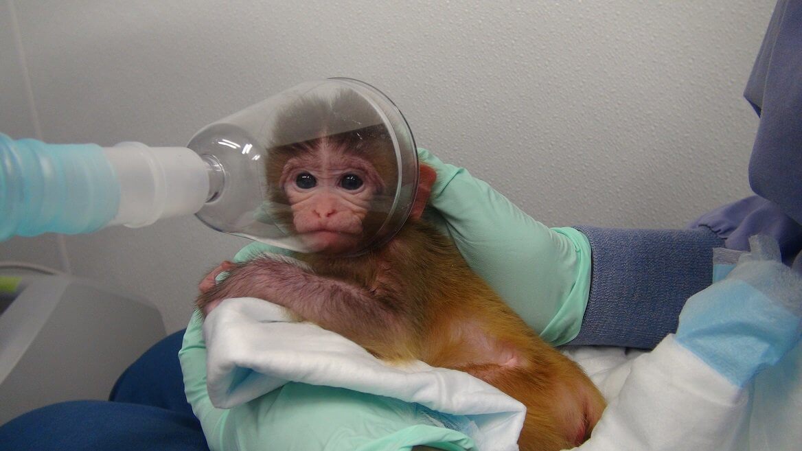 Monkey in laboratory