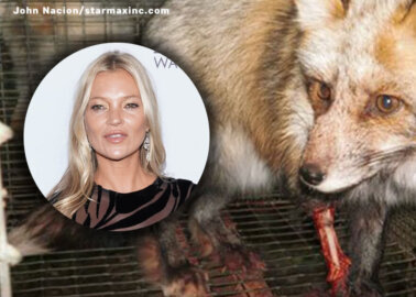 Will Kate Moss Go Fur-Free?