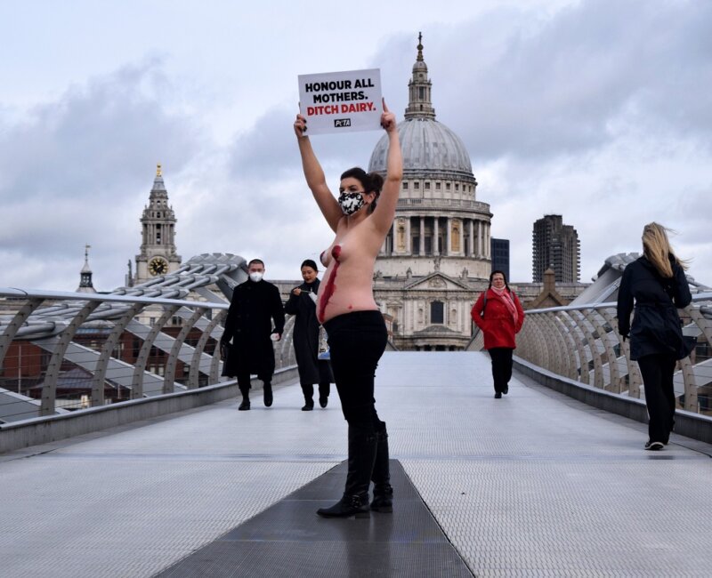 Pregnant PETA Supporter’s Nipples ‘Bleed’ in Dairy Industry Protest