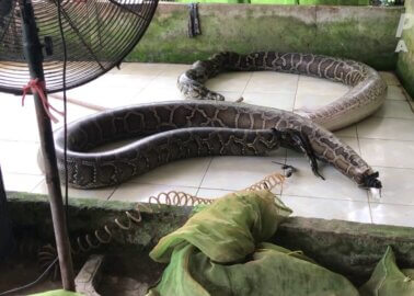 Exotic Skins Exposed: Snakes Inflated to Death, Crocodiles Stabbed