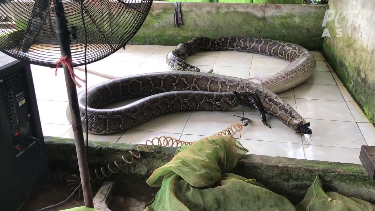 Learning Exotic Leather: Burmese Python Skin