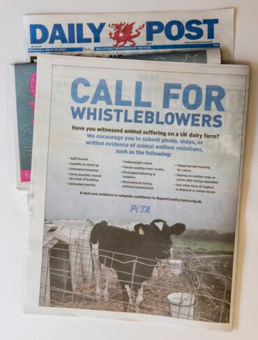 Full-Page Ad Seeks Dairy Industry Whistle-Blowers