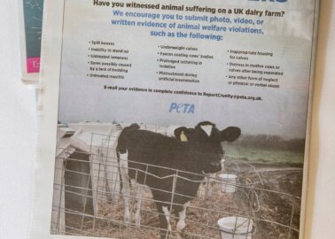 Full-Page Ad Seeks Dairy Industry Whistle-Blowers