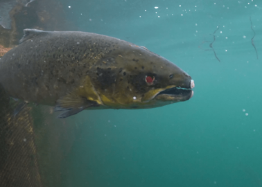 Diseases, Parasites, Cruelty: What Scotland’s Salmon Producers Are Hiding From You
