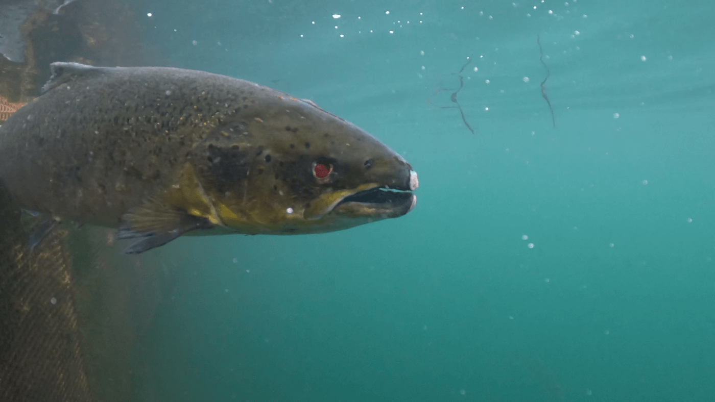 Diseases, Parasites, Cruelty What Scotland’s Salmon Producers Are
