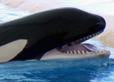 RIP: Young Orca Named Skyla Dies at Loro Parque
