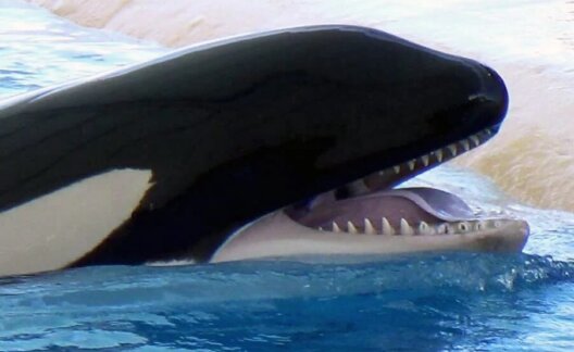 Skyla observed begging for food at the stage. She appeared to have a missing tooth with a deep pulp cavity exposed.