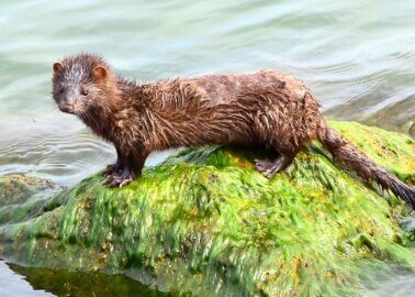 Italy Suspends Mink Breeding – But Why Is Fur Farming Still Not Banned?