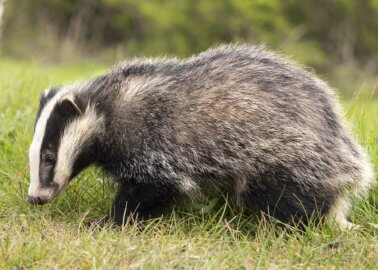 Great News! Wilkinson Sword Bans Badger-Hair Brushes