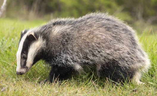 Badger