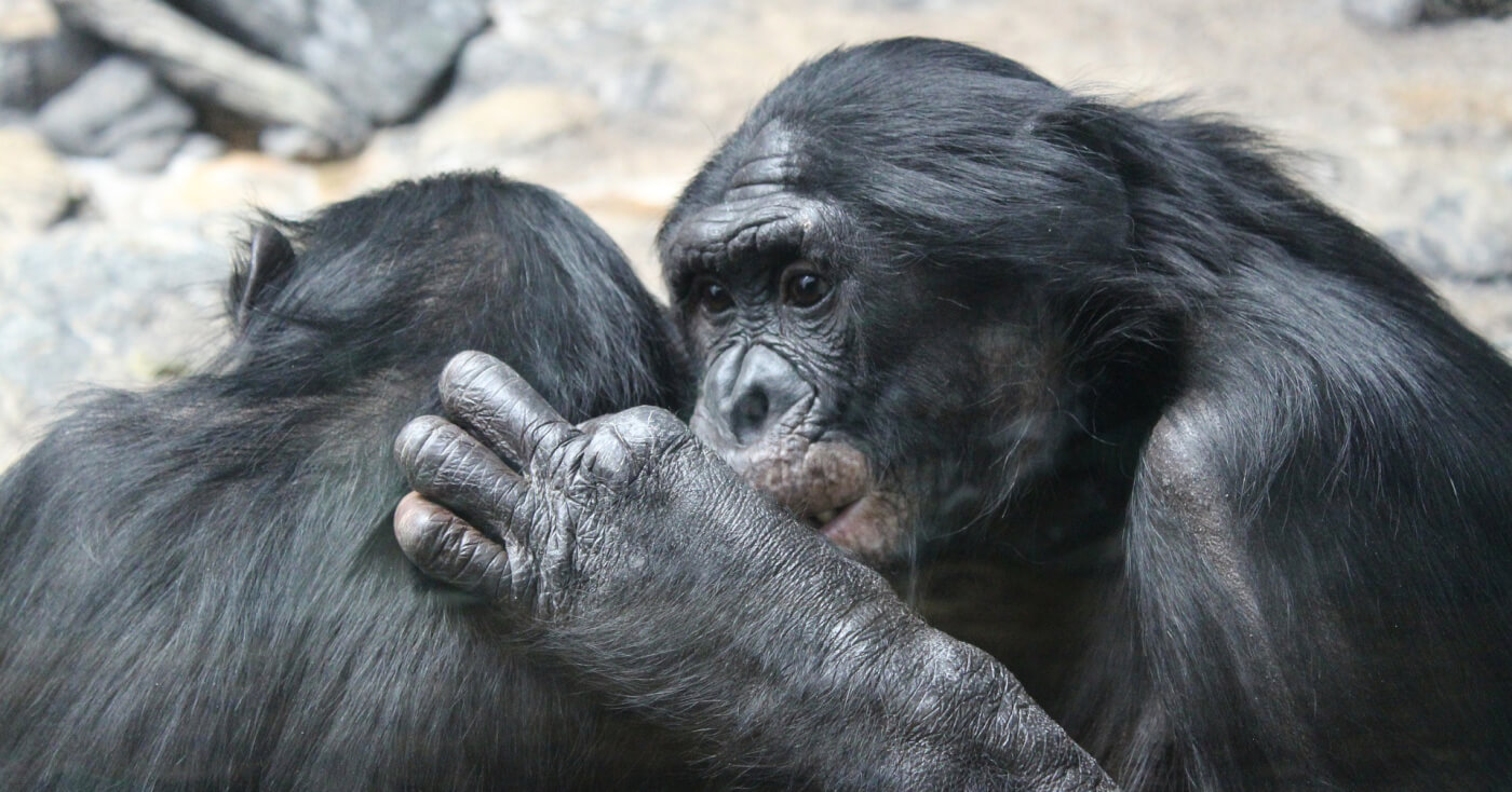 Great News: Boots Drops Captive Great Ape Greetings Cards