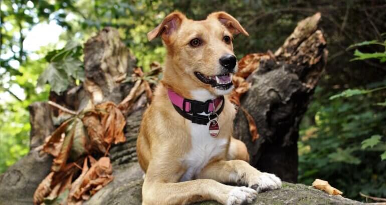 A dog wearing a collar