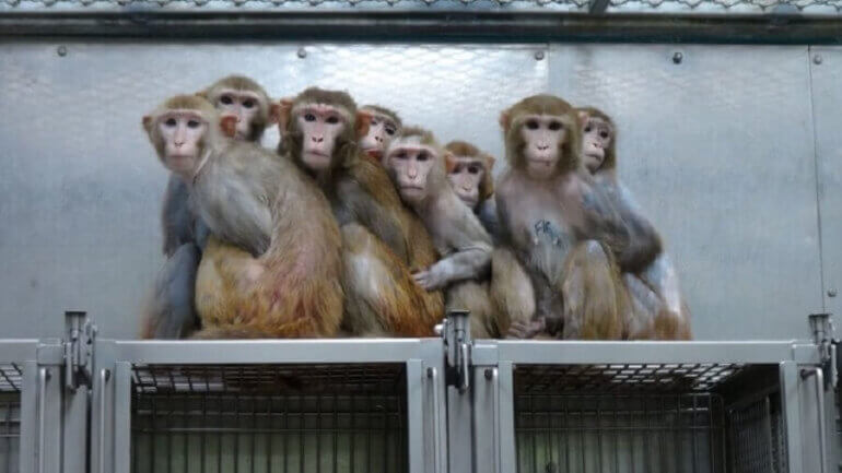 Monkeys in lab