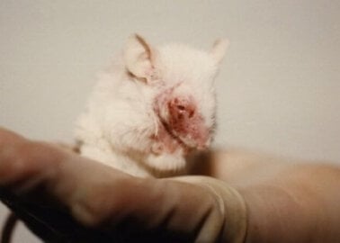 The Dutch Government Has Broken Promises and Made No Progress in Replacing Experiments on Animals