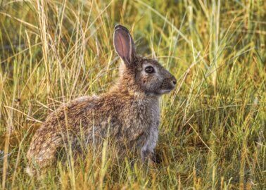 Victory! Cornwall Council Rejects Rabbit Farm