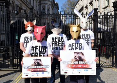 1 Million Petition Signatures Have Been Submitted to 10 Downing Street Calling For a #FurFreeBritain