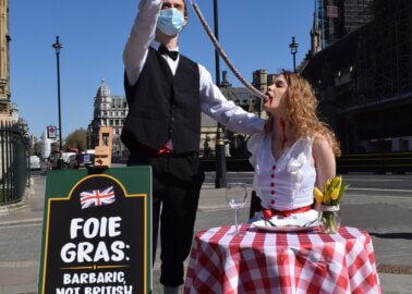 Woman ‘Force-Fed’ Through Tube in PETA Foie Gras Protest