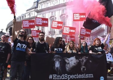 Animal Protection Groups United Against Anti-Protest Bill
