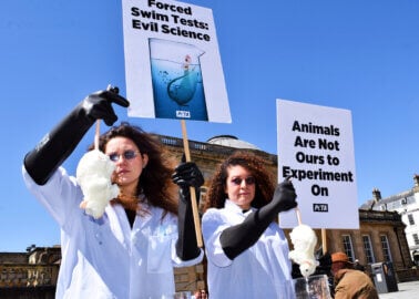 World Day for Animals in Laboratories: PETA Protests Cruel Tests in Bath