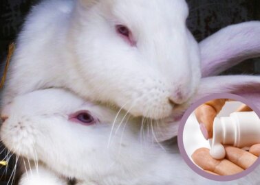 Save the Ban: Take Action Against Cosmetics Tests on Animals
