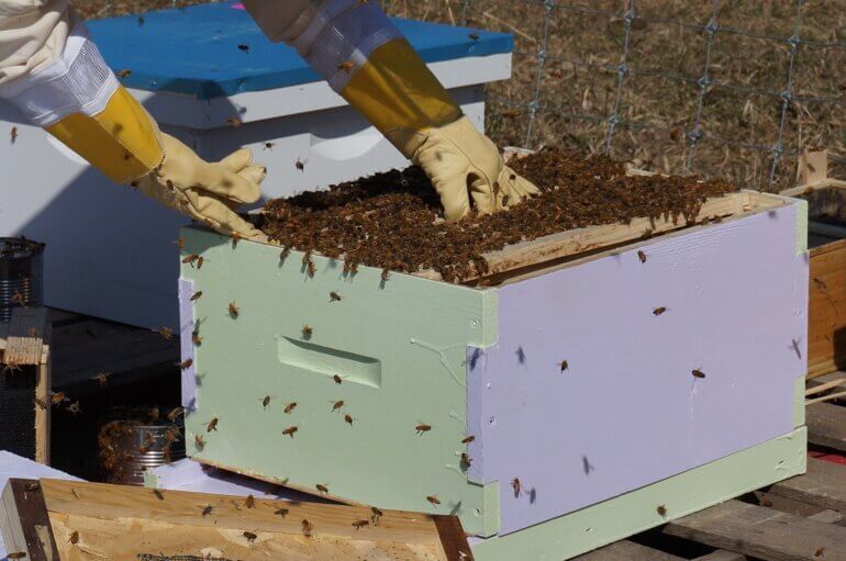 Why so many new beekeepers quit - Honey Bee Suite