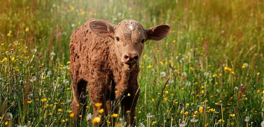 Great News: New Zealand to Ban Live-Animal Export! - Vimarsana News