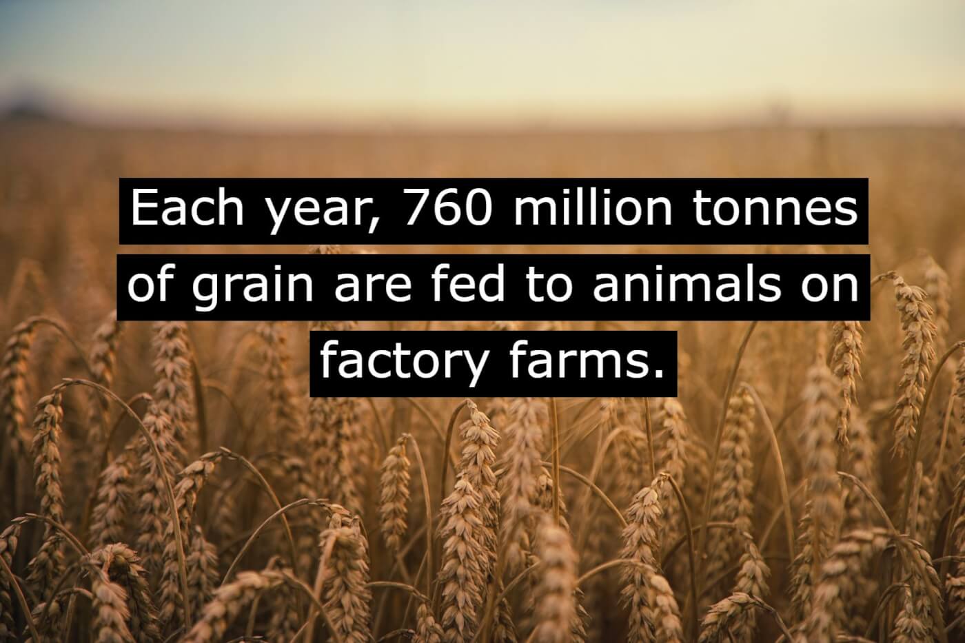 grain factory farms fact peta