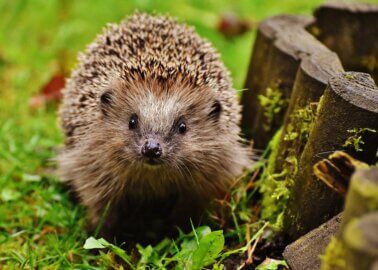 Top Tips on Helping Hedgehogs This Spring