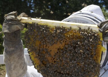 This Is Why Honey Isn’t Vegan