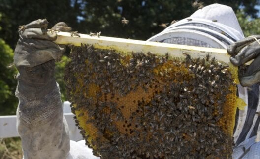 Bee keeping