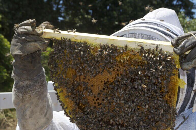 Bee keeping