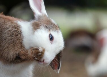 PETA Answers Your Questions on Animal Testing for Cosmetics