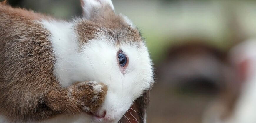 PETA Answers Your Questions on Animal Testing for Cosmetics - PETA UK PETA Answers Your Questions on Animal Testing for Cosmetics - PETA UK