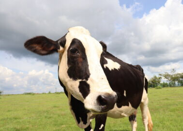 PETA India Names Rescued Cow After Kim Kardashian