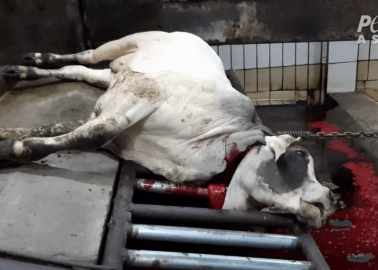 Butchered Alive in Australian Gov’t-Sanctioned Live-Export Trade