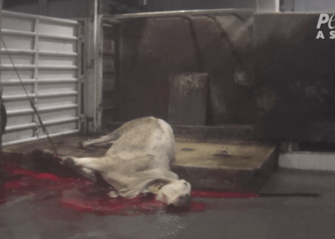 Butchered Alive in Australian Gov’t-Sanctioned Live-Export Trade