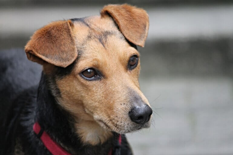 Dog with ears perked up