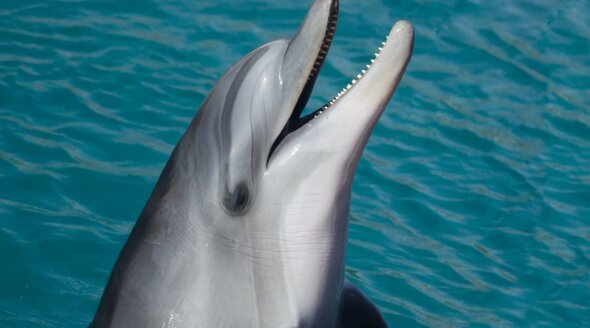 The Dolphinarium in Hotel Barceló Is Now Closed
