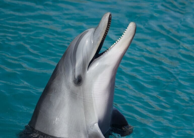 dolphin 1019616 1920