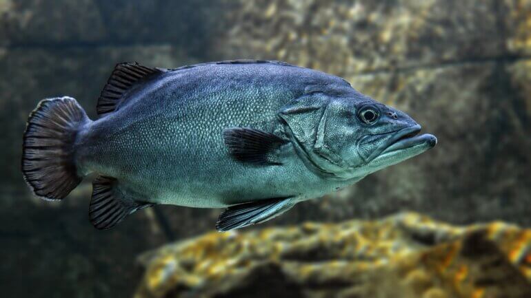 Fish Can't Feel Pain' Doesn't Hold Water Fish Can't Feel Pain' Doesn't Hold Water