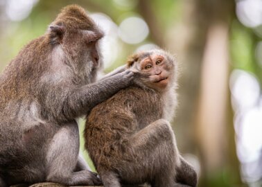 Great News! SuperValu Drops Coconut Milk Brand After Monkey Abuse Exposé!