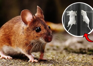 Why Tormenting Mice Tells Us Nothing About Human Stress