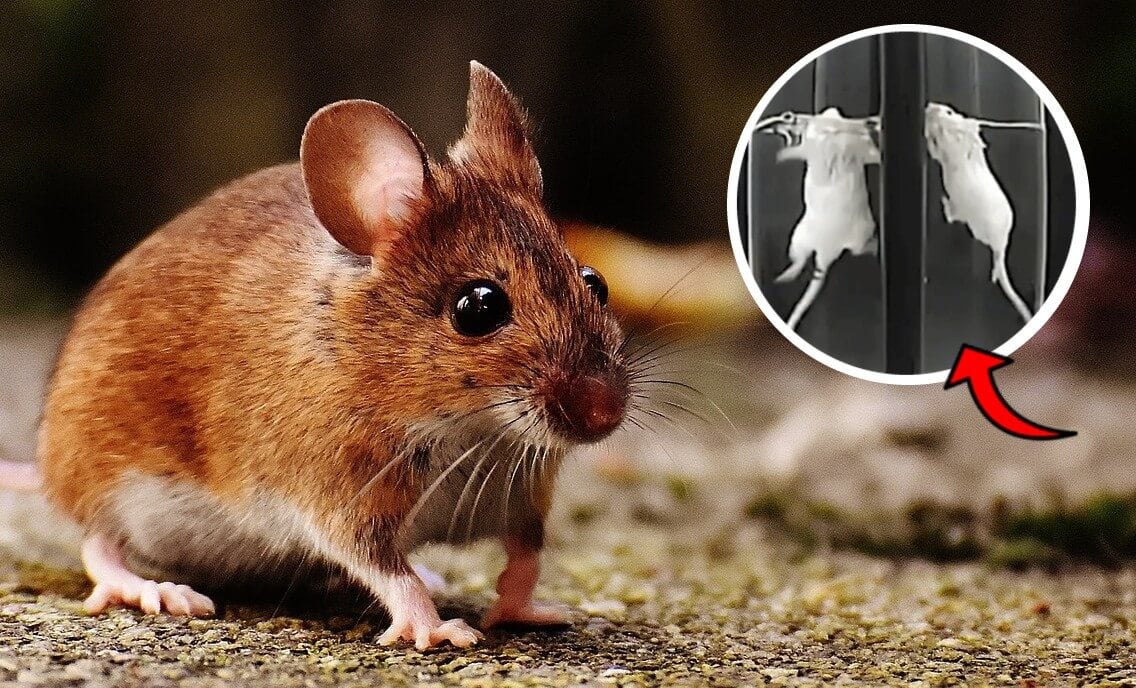 University of Bath Event: PETA Debates With Pro–Animal Testing Group University of Bath Event: PETA Debates With Pro–Animal Testing Group
