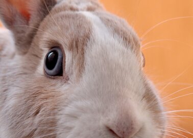 Exciting News! TRESemmé Bans All Animal Testing Worldwide