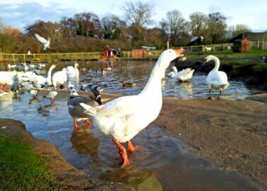 PETA’s Wedding Gift to Boris and Carrie Is … a Goose!