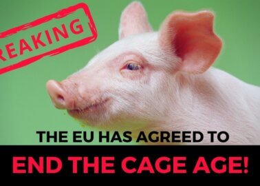 History in the Making! European Commission Commits to Banning Cages for Animals on Farms