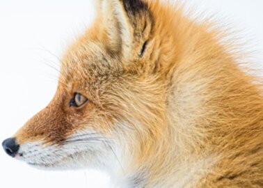 BREAKING: Israel Bans Fur, Making History for Animals