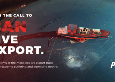 New PETA Billboard Goes Up to Bring Live Exports Down