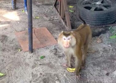 PETA Asia Rescues Chained Monkeys From Cruel Thai Coconut Industry